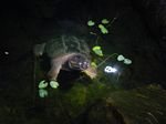 Nightime Visit
